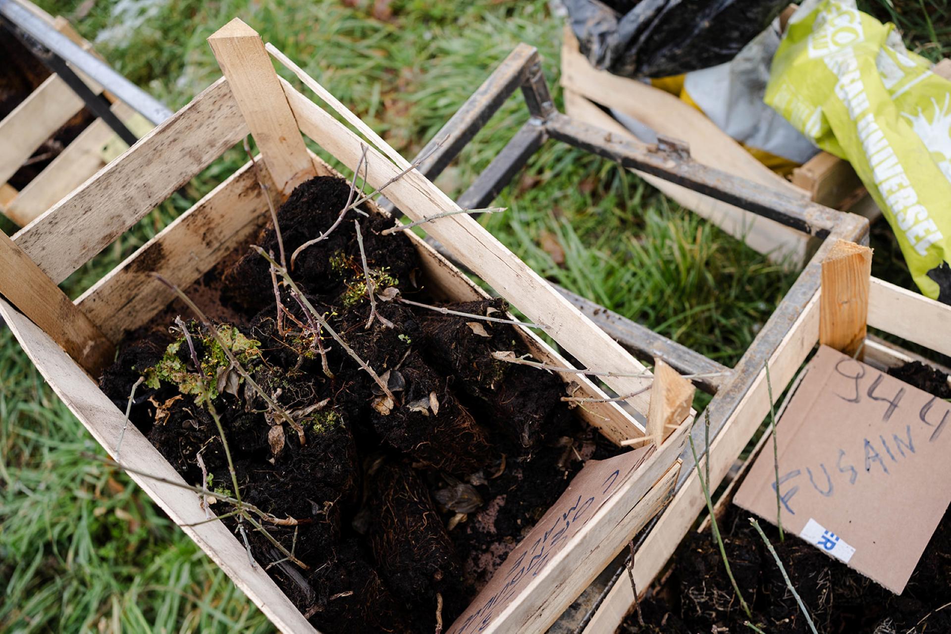 Chantier participatif de plantation de haies champêtres, Vals du Dauphiné, Isère